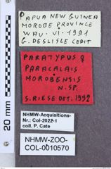 Etikette zu Paracalais morobensis (NHMW-ZOO-COL-0010570)